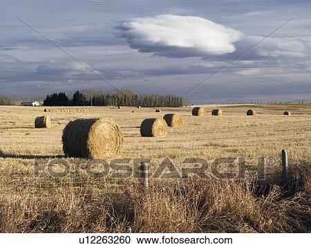 Stock Image - Round bales in field near Cochrane, Alberta. Fotosearch