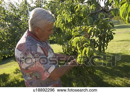Stock Photograph - Senior man checking peaches, Okanagan Centre, BC, Canada. Fotosearch