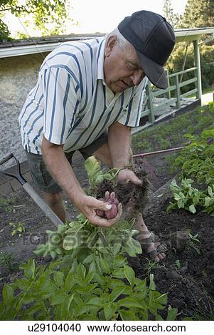 Stock Image - Senior man picking potatoes from garden, Okanagan Centre, BC Canada. Fotosearch