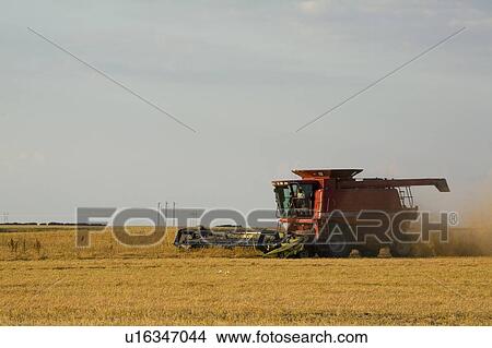 Straight combining lentils, Saskatchewan, Canada. High protein, drought-resistant lentils extract nitrogen from the air, thus reducing the need for fertilizers. View Large Photo Image Picture - Straight combining lentils, Saskatchewan, Canada. High protein, drought-resistant lentils extract nitrogen from the air, thus reducing the need for fertilizers.. Fotosearch
