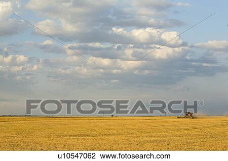 Stock Image - Straight combining lentils, Saskatchewan, Canada. High protein, drought-resistant lentils extract nitrogen from the air, thus reducing the need for fertilizers.. Fotosearch