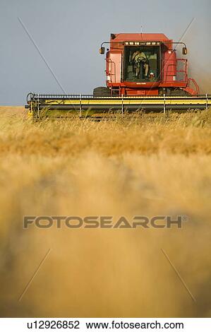Straight combining lentils, Saskatchewan, Canada. High protein, drought-resistant lentils extract nitrogen from the air, thus reducing the need for fertilizers. View Large Photo Image Stock Image - Straight combining lentils, Saskatchewan, Canada. High protein, drought-resistant lentils extract nitrogen from the air, thus reducing the need for fertilizers.. Fotosearch