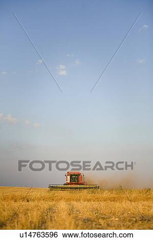 Stock Photograph - Straight combining lentils, Saskatchewan, Canada. High protein, drought-resistant lentils extract nitrogen from the air, thus reducing the need for fertilizers.. Fotosearch