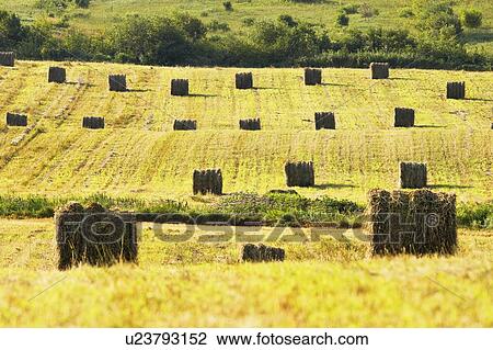 Stock Image - View of hay bales, Bas-Saint-Laurent region, Quebec, Canada.. Fotosearch