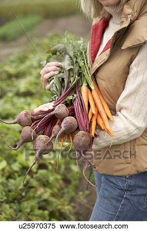 Woman with a bundle of fresh organic vegetables, Ladner, British Columbia, Canada View Large Photo Image Stock Photography - Woman with a bundle of fresh organic vegetables, Ladner, British Columbia, Canada. Fotosearch