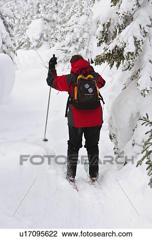 View of skier and snow-covered trees, Quebec, Canada View Large Photo Image Stock Image - View of skier and snow-covered trees, Quebec, Canada. Fotosearch