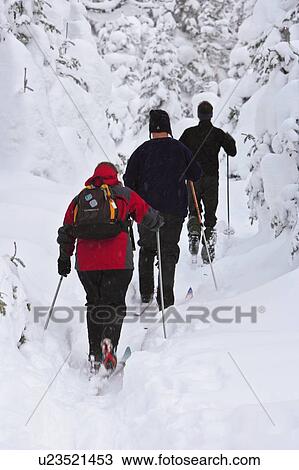 Stock Image - View of skiers and snow-covered trees, Quebec, Canada. Fotosearch
