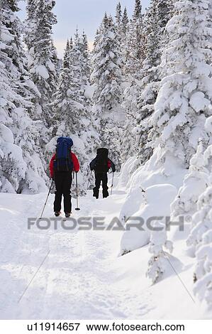 Stock Photo - View of skiers and snow-covered trees, Quebec, Canada.. Fotosearch