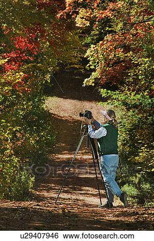Female hiker photographs autumn leaves on Heritage Road, PEI View Large Photo Image Stock Photograph - Female hiker photographs autumn leaves on Heritage Road, PEI. Fotosearch