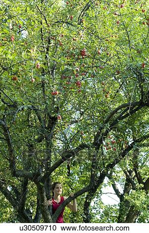 Girl in branches of crabapple tree, Winnipeg, Canada View Large Photo Image Stock Image - Girl in branches of crabapple tree, Winnipeg, Canada. Fotosearch