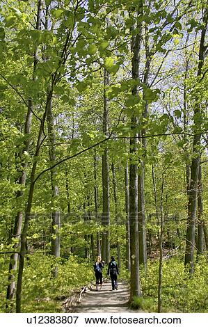 Stock Photo - People walking down a pathway in the woods, Canada, Ontario, Dundas. Fotosearch