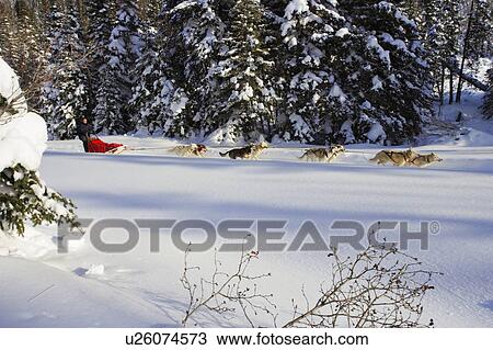 View of Dog Sled in action, Marsoui, Gaspe Peninsula, Quebec View Large Photo Image Stock Image - View of Dog Sled in action, Marsoui, Gaspe Peninsula, Quebec. Fotosearch