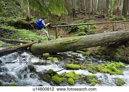 Woman (20-25) crosses a log footbridge over a river while hiking, Sol Duc River, Olympic National Park, Washington, USA View Large Photo Image Stock Image - Woman (20-25) crosses a log footbridge over a river while hiking, Sol Duc River, Olympic National Park, Washington, USA. Fotosearch