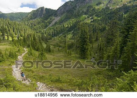 Stock Photograph - Woman (20-25) hiking along an alpine trail, Oylmpic National Park, Washington, USA. Fotosearch