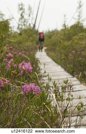 Woman (20-25) walking along a boardwalk trail in an old-growth coastal forest with flowers in the foreground, West Coast Trail, Pacific Rim National Park Reserve, BC View Large Photo Image Stock Image - Woman (20-25) walking along a boardwalk trail in an old-growth coastal forest with flowers in the foreground, West Coast Trail, Pacific Rim National Park Reserve, BC. Fotosearch