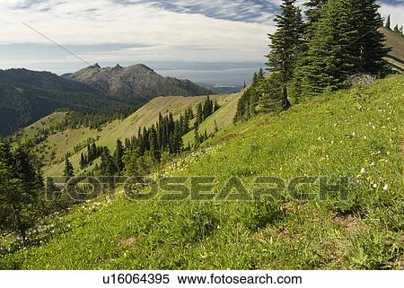 Stock Photography - Alpine meadow overlooking the ocean, Olympic National Park, Washington, USA. Fotosearch