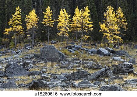 Stock Photograph - Aspen Trees in rocks - Medicine Lake - Jasper National Park, Alberta, Canada. Fotosearch