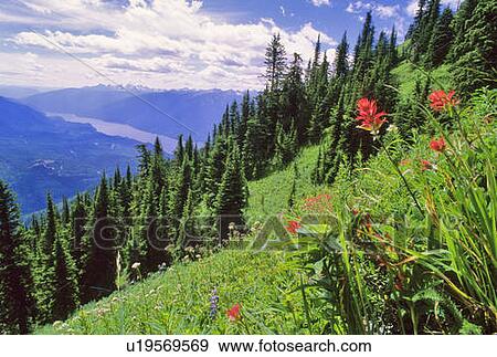 Stock Photo - Indian Paintbrush flowers bloom in the alpine meadow above Slocan Lake BC. Fotosearch