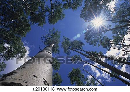 Stock Photo - looking up through poplar trees on Redding Creek Road to Grey Creek Pass. Fotosearch