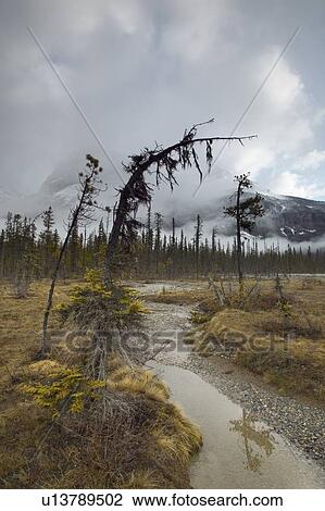 Stock Image - Michael Peak from the Emerald Lake Loop Trail, Yoho National Park, BC, Canada, Canada. Fotosearch