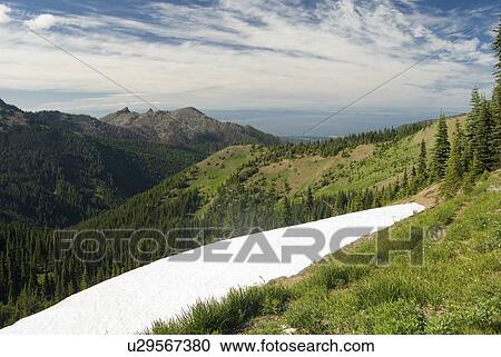 Snow patch left from winter in an alpine meadow overlooking the ocean, Olympic National Park, Washington, USA View Large Photo Image Stock Image - Snow patch left from winter in an alpine meadow overlooking the ocean, Olympic National Park, Washington, USA. Fotosearch