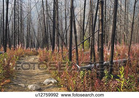 Stanley Glacier Trail - Kootenay National Park, BC, Canada View Large Photo Image Stock Image - Stanley Glacier Trail - Kootenay National Park, BC, Canada. Fotosearch