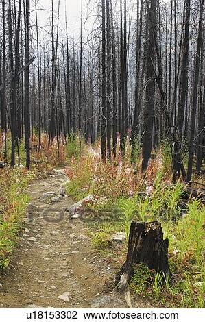 Stock Image - Stanley Glacier trail - Kootenay National Park, BC, Canada. Fotosearch