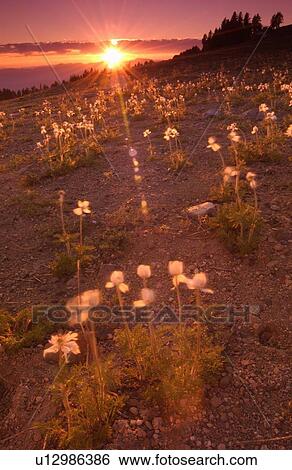 Stock Photograph - Sunset over a field of wildflowers, Crater Lake National Park, Oregon, USA. Fotosearch