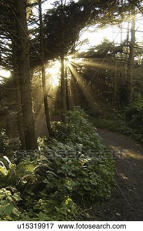 The sun shines through the old-growth rainforest, Long Beach, Pacific Rim National Park Reserve, Tofino, BC, Canada View Large Photo Image Stock Photo - The sun shines through the old-growth rainforest, Long Beach, Pacific Rim National Park Reserve, Tofino, BC, Canada. Fotosearch
