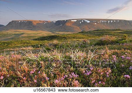 Stock Image - View of flowers and Tablelands from Lookout Trail at sunset, Gros Morne NP, Newfoundland, Canada. Fotosearch