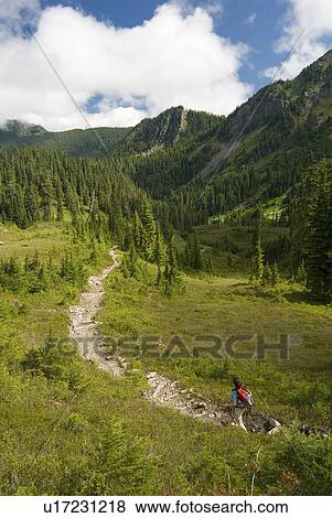 Stock Photo - Woman (20-25) hiking along an alpine trail, Olympic National Park, Washington, USA. Fotosearch