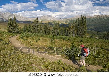 Stock Image - A woman (20-25) hikes along an alpine trail.; Canada, Alberta, Jasper National Park, Skyline Trail. Fotosearch