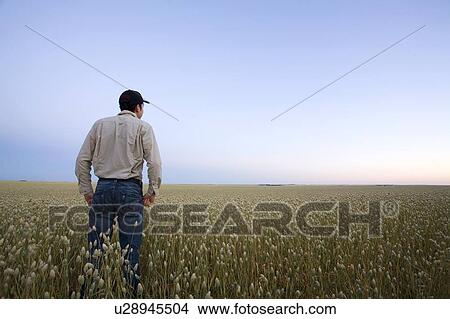 Picture - Farmer at sunset looking over field of canary seed, Saskatchewan, Canada. Fotosearch