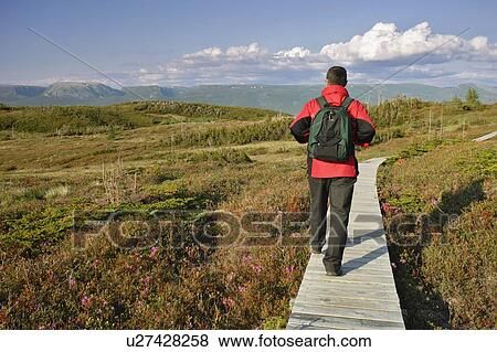 View of hiker on Lookout Trail and Gros Morne Mountain at left, Gros Morne NP, Newfoundland, Canada View Large Photo Image Stock Photo - View of hiker on Lookout Trail and Gros Morne Mountain at left, Gros Morne NP, Newfoundland, Canada. Fotosearch