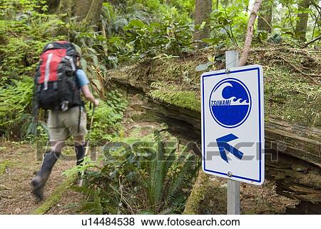 Woman (20-25) hiking past a sign saying Tsunami with an arrow in an old-growth coastal forest, Pacific Rim National Park, B. C. View Large Photo Image Stock Photo - Woman (20-25) hiking past a sign saying Tsunami with an arrow in an old-growth coastal forest, Pacific Rim National Park, B. C.. Fotosearch