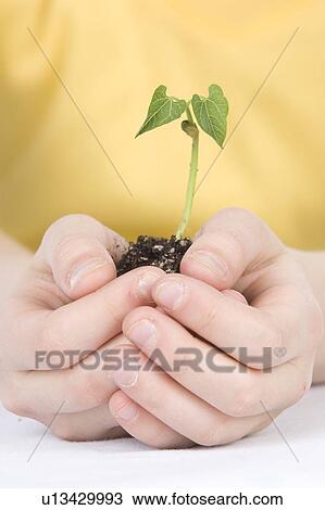 9 year old girl with the small plant in her hands View Large Photo Image Stock Image - 9 year old girl with the small plant in her hands. Fotosearch