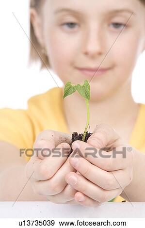 9 year old girl with the small plant in her hands View Large Photo Image Stock Photo - 9 year old girl with the small plant in her hands. Fotosearch