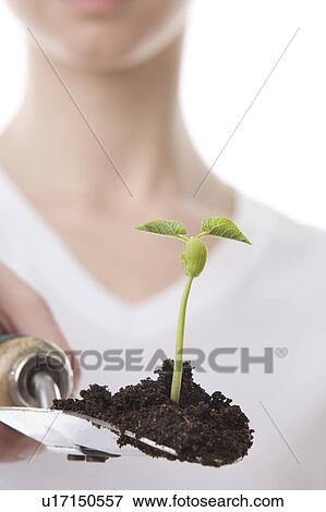 Stock Photo - a hand with a spatula and small plant . Fotosearch