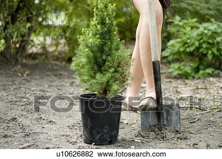 Stock Image - Digging in soil to plant cedar tree, Winnipeg, Manitoba, Canada. Fotosearch