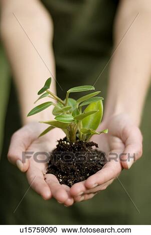 Hands holding green plant, Munson Park, Winnipeg, Canada View Large Photo Image Stock Image - Hands holding green plant, Munson Park, Winnipeg, Canada. Fotosearch