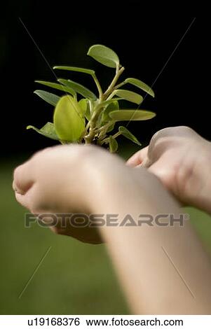 Stock Photograph - Hands holding green plant, Munson Park, Winnipeg, Canada. Fotosearch
