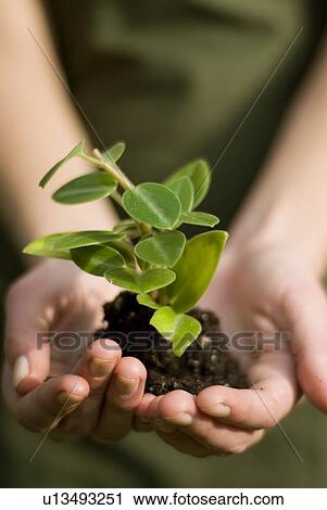 Hands holding young green plant, Winnipeg, Manitoba, Canada View Large Photo Image Stock Image - Hands holding young green plant, Winnipeg, Manitoba, Canada. Fotosearch