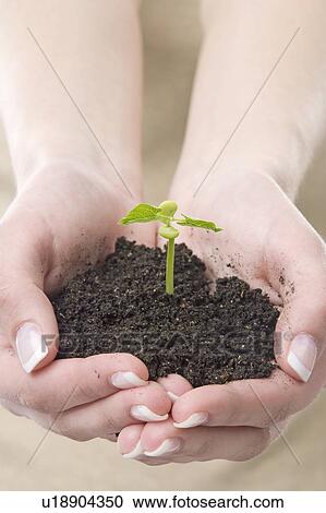 Stock Image - hands with a small plant. Fotosearch