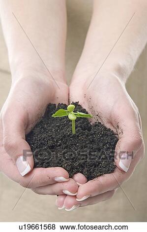 hands with a small plant View Large Photo Image Stock Photo - hands with a small plant. Fotosearch