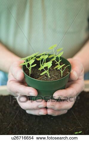 Picture - Man Holding Flower Sprouts, Vancouver, B. C.. Fotosearch