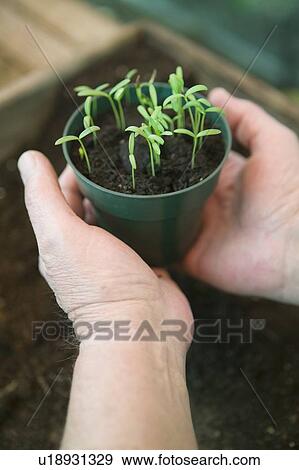 Stock Photo - Man Holding Flower Sprouts, Vancouver, B. C.. Fotosearch