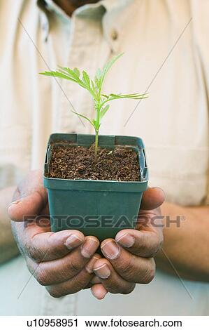 Stock Image - Senior African American Man Working in His Greenhouse, B. C.. Fotosearch