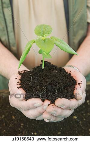 Senior man holding a young plant, Vancouver, B. C. View Large Photo Image Stock Image - Senior man holding a young plant, Vancouver, B. C.. Fotosearch