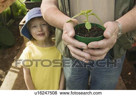 Senior Man Holding a Young Plant With His Granddaughter Nearby, Vancouver, B. C. View Large Photo Image Stock Photo - Senior Man Holding a Young Plant With His Granddaughter Nearby, Vancouver, B. C.. Fotosearch