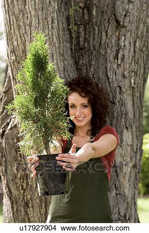 Picture - Woman stands beside large tree, holding smaller tree toward camera, Winnipeg, Manitoba, Canada. Fotosearch